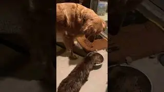 My dog shares his food with the cat