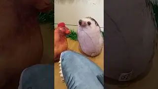 сколько букв слове ёж, хренобус в шоке 
