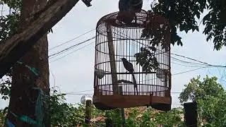 dịch thiếu moi tươi.lưa keo tạm thuốc lào