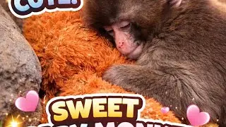 “Lonely Baby Monkey Finds Comfort in a Teddy Bear 🧸❤️” #short #punch #viral #shortsvideo #shorts 