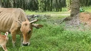 Induk tua yang masih produktif , Baru beranak lagi anak jantan ganteng dan sehat