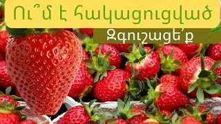 Որ հիվանդությունների և ո՞ր խմբի մարդկանց է հակացուցված ելակը