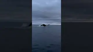 Orca's Tag Team A Dolphin