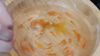Resin Fish Painting Tutorial Day 7