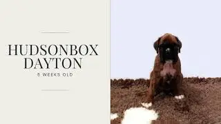 Hudsonbox Dayton @ 5 weeks old