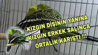 Muhabbet Kuşu Kızgın Dişi Yanına Kızgın Erkek Atınca Ortalık Karıştı ❗❗❗