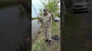 КОНЁК МАЙСКИЙ