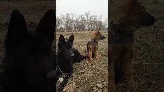 Кора лает )
