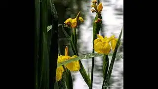 #svirel_poetry Точка зрения — это точка...Читает Илика