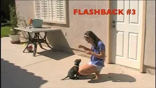 My Dog Bella |  Staffy Dog Flashback #3  | puppy training