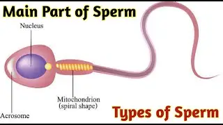 Main part of Sperm | Type of sperm | Sperm in microscope