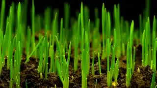 Grass growing time lapse / Grass growing time lapse