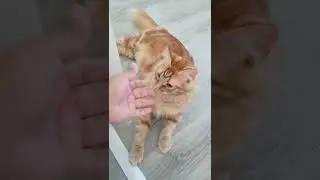 Profissão cat sitter 🩷