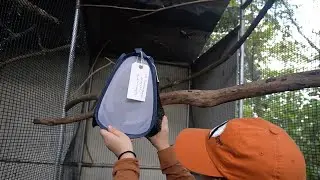 Guam Sihek released into aviaries on Palmyra Atoll