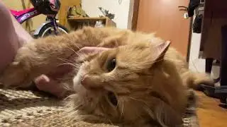 В гостях у кота Ричи