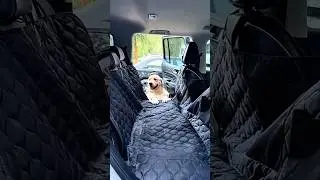 Funny Animals 🤣🤣 