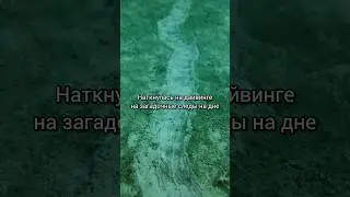 Чудеса морского дна на дайвинге в Таиланде #таиланд #дайвинг