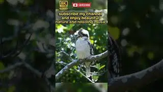 beautiful birds in tha world #shorts