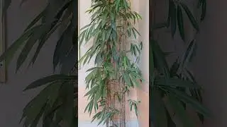 Растение в больнице