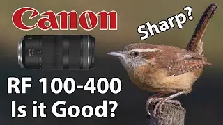 Canon RF 100-400 Bird Photography with the EOS R7 Is the RF 100-400 any Good?  Is RF 100-400 Sharp?