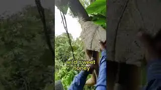 Wild Sweet Honey Tiktok sweet00honey