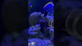 #ужин #белогрудый хирург #reef #reeftank #морскойаквариум