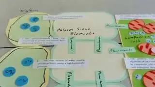 A level Biology translocation revision