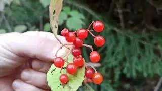 Хрупкая красота природы.