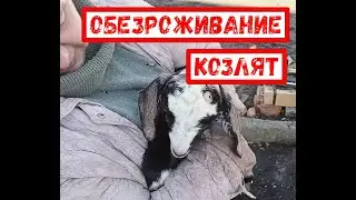 #обезроживание #козлят