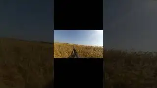 Охота на фазана. Дуплет. Все видео на Youtube канале Егор Кострома  