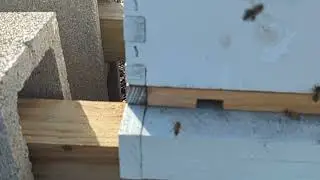 Gordonville Honey Bees