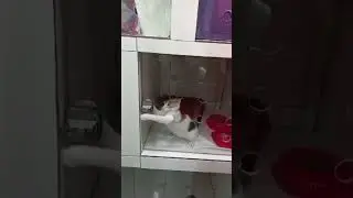 Я кошка