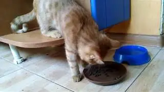 Кот Сёма ест в странной позе