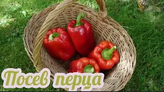 Сажаем Сладкий Перец НА Рассаду | Сроки посева, подготовка семян | методы пробуждения семян и посева