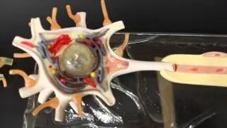 NERVOUS SYSTEM ANATOMY: Neuron, Nerve cell somso model