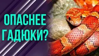 Укус этой змеи якобы смертелен: так ли это