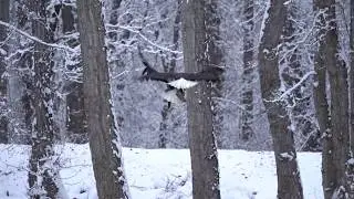Fight to the Finish in Slow Motion