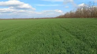 пшеница 30.03.2024., план работы на неделю