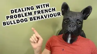 How To Deal with Problem French Bulldog Puppy Behavior