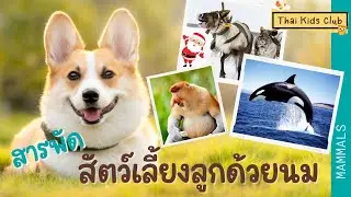 สัตว์โลกน่ารู้ EP 1 สัตว์เลี้ยงลูกด้วยนม ภาพสวย ดูเพลิน ได้ความรู้ ~ Animals EP1 All about mammals
