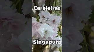 Cerejeiras em Singapura 🌸