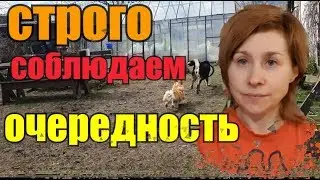 Почему коза орет?//Делаем нычки//Ядовитые витамины