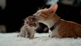 OMG So Cute Cats ♥ Best Funny Cat Videos 2021