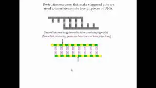 Restriction Enzymes Pt 2