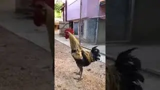 Singing Cock
