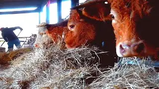 La viande a l'herbe !! chez M.Belingard #2