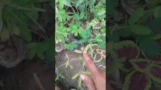 Chui Mui ka podha in ankit mishra