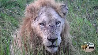 Casper The White Lion And Brothers Are Getting Old