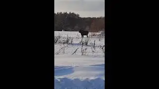 В ЛАПСАРАХ БЕГАЮТ ЛОСИ!
