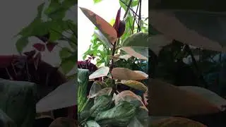Операция по спасению красивейшего фикуса